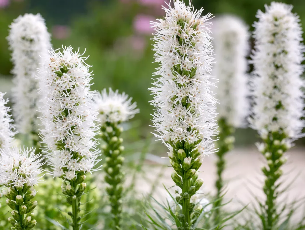 šuškarda bílá Alba