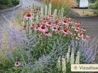 VIZUALIZACE: perovskia, třapatky nachové a šuškarda bílá