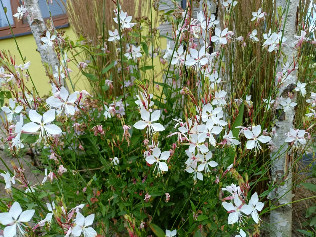svíčkovec The Bride