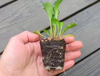 orientační velikost kořenového balu rostliny (nejedná se o stejnou odrůdu)