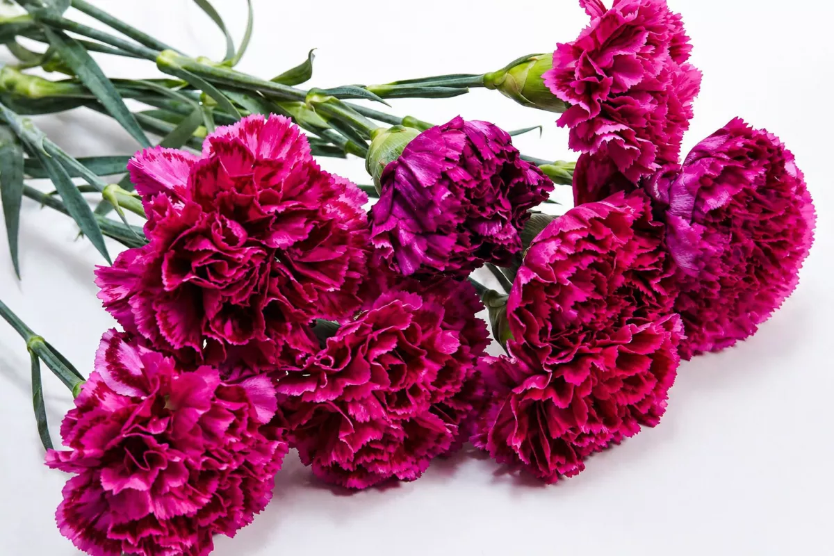 hvozdík zahradní Chabaud Magenta jako kytice