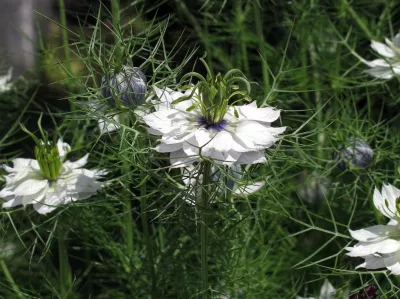 černucha damašská Miss Jekyll White'