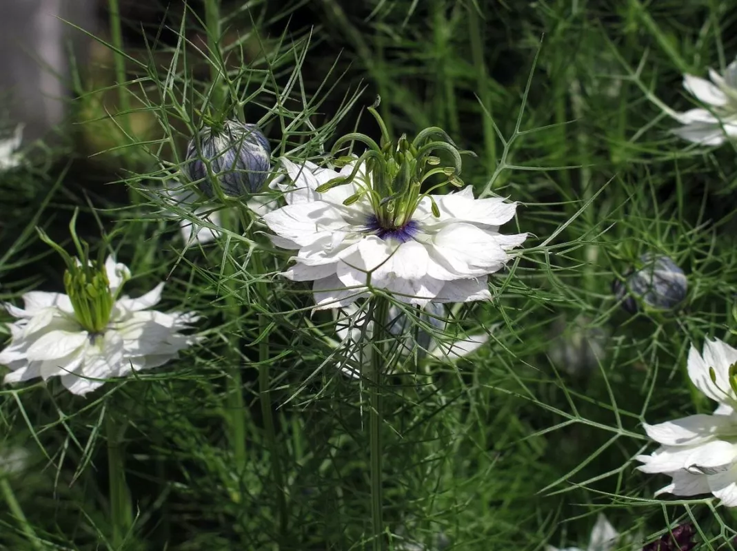 černucha damašská Miss Jekyll White'