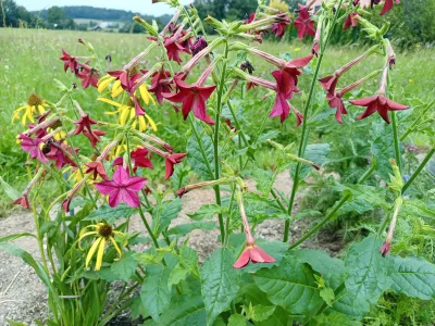 tabák křídlatý růžový