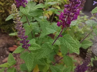 sazenice trvalky ožanka iránská / teucrium hyrcanicum Purple Tails sazenice-kvetin.cz světle zelené listy ožanky iránské